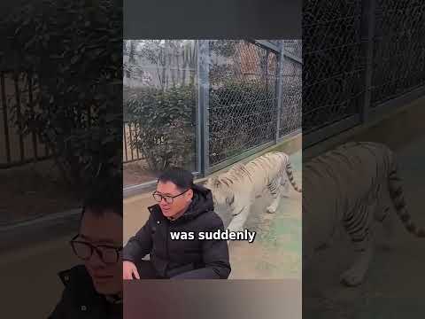 Tiger Sneaks Up, Man Stays Calm Behind Glass