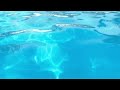 Water-Dwelling Animals and Adaptations