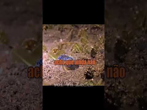 Bichinhos que nos entendem - camuflagem e fim de amizade