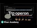Understanding the Trp Operon and Gene Regulation