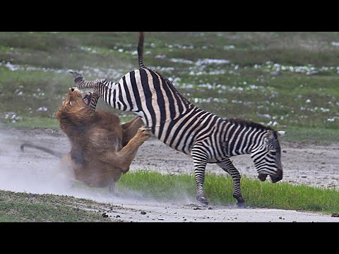 Dramatic Wildlife Encounter | Can a Zebra's Kick Kill a Lion?