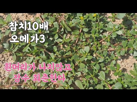 참치10배 오매가3 '이것' 흰머리가 나지않고 장수 회춘 건강비결