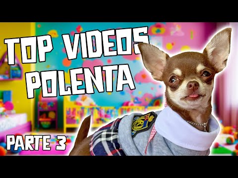 OS MELHORES MOMENTOS DA POLENTA parte 3  *MAIS DE 1 HORA DE VÍDEO*