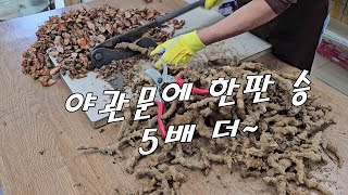 과학이 증명, 야관문 보다 5배 이상 효과,  5판 승 거둔 이 약초는~?