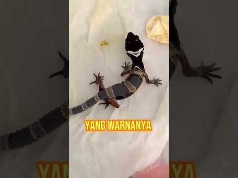 Cek IG: @wachigecko.idn jika ingin adopt gecko 🫶🏻 atau klik link di bio aja 🔥