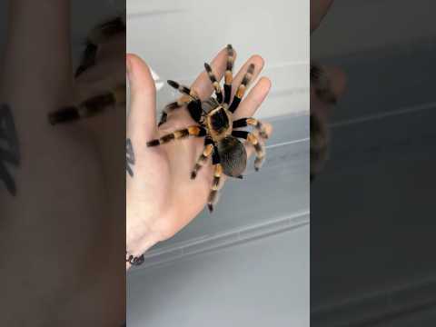 Animal Small To Giant Transformation...!!