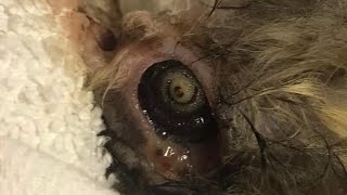 Removing A Huge Botfly Maggot From This poor Animal #912