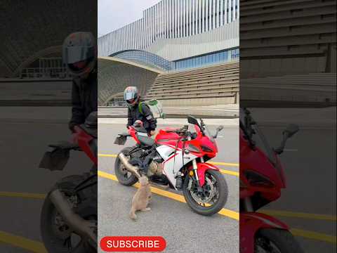 Let's Race โจ๐๏ธ๐ฅ#race#racelover #ktmlover#dukelover#uk07rider#trending #top#status#viral#shorts#ktm