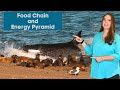 Exploring the Food Chain: Energy Flow and Ecosystem Dynamics