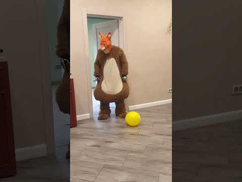 Funny pets bring balloons