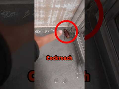 Never Ever Kill A Cockroach 😨