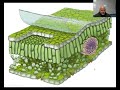 Leaf Structure and Function Concepts