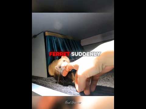 This Ferret Has a Surprise for Her Owner 🥹🐾 #shorts