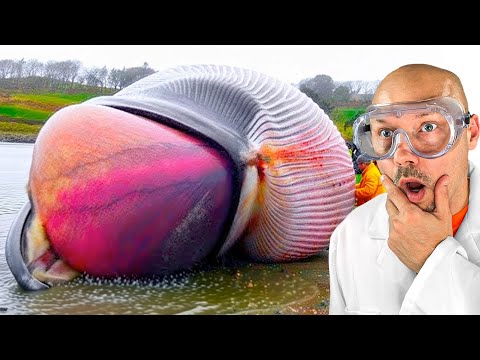 Whale explodes on camera!