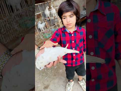 omer ka pigeon tu mar gya 😒😔#viralvideo #shorts #shortvideo #short #viral