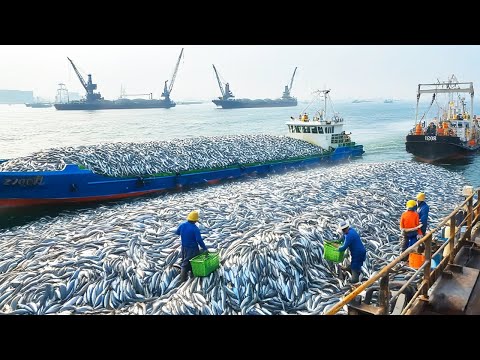 Thousands of Tons of Fish Caught Every Day - The Risky World of America's Modern Fishermen