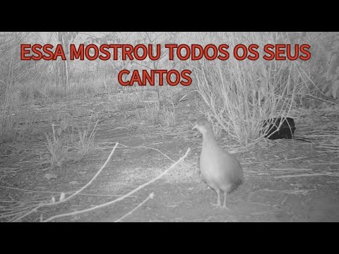 ESSA MOSTROU TODOS OS SEUS CANTOS #inhambu