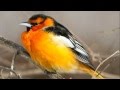 baltimore orioles birds sounds