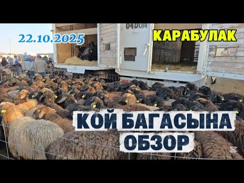 ҚАРАБҰЛАҚ. ҚОЙ БАҒАСЫ 22.10.2025