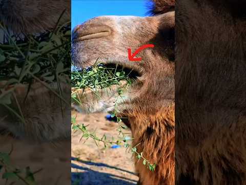 Ini Alasan Unta Nggak Takut Duri Tajam #shortvideo