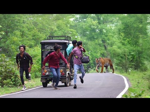 जंगल मे बाघ ने किया हमला | Tiger attacked in the jungle | Tiger attack🌲
