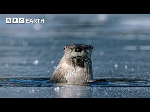 Otters vs Bald Eagles in a High-Stakes Hunt | BBC Earth