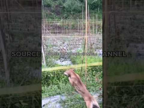 Tragedi berburu‼️