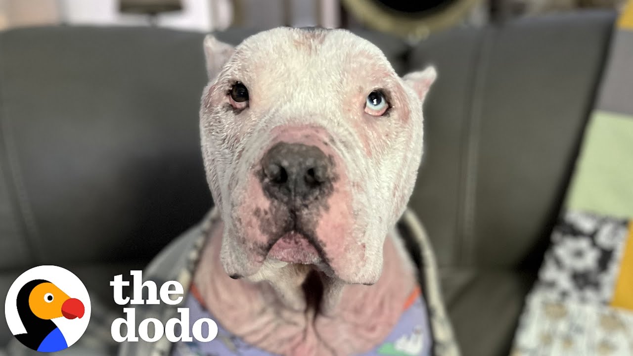 Bald, Pink Pittie Has To Wear Pjs - The Dodo