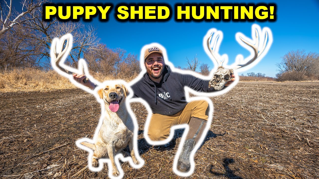 Teaching My PUPPY to Hunt for DEER ANTLER SHEDS!