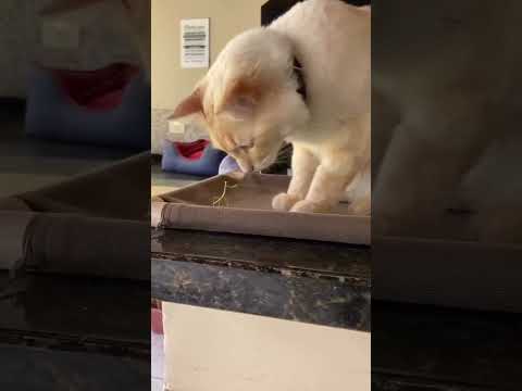 funny and cute animal#shortvideo #shorts
