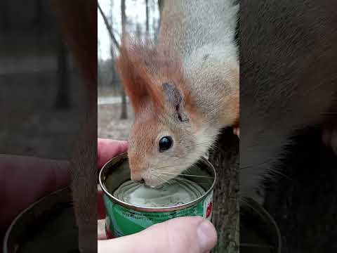 Балерина тоже пьёт / Ballerina drinks too