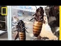 Insect Interactions and Characteristics