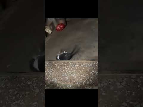 Tom & Jerry stil: Hvatanje koje je osvojilo internet!