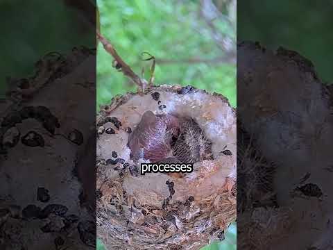 ?Why bird poops are white? ??