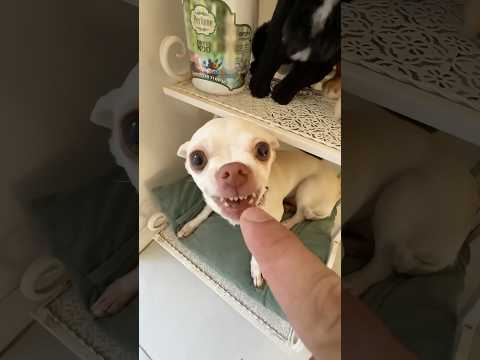 #chihuahua #nikibabybig #funny #pets #cutedog funny cute puppy dog beautiful prank amazing