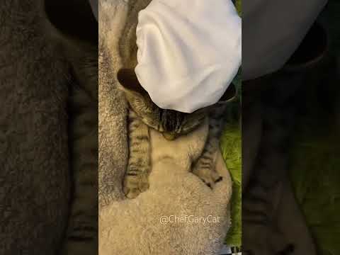 She was up before the sun delivering! 🥖🥐👩🏻‍🍳 #chefgary #chef #cat #pan #youtuber