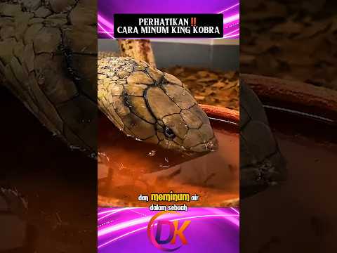 Perhatikan‼️Cara King Kobra Minum#shorts