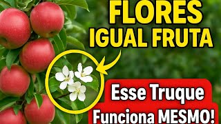 ✅ "O Segredo Para o Pé de Maçã Ficar Carregado de Frutas! 🍎✨"