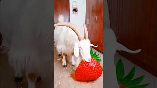 Marvelous Dancing Polish Cow funny Goat strawberry asmr cow dance Cow Videos animal funny video