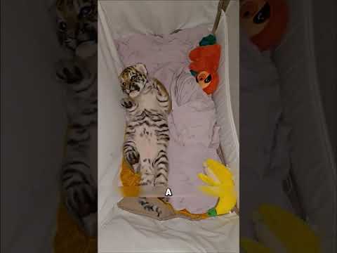 Мужчина в ТАЙГЕ подобрал ТИГРЁНКА🤯
