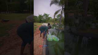 Ended up a new koi pond project with SUMI - 90 RDF and imported koi 🇮🇳🇯🇵 at Nandhi hills, Bangalore