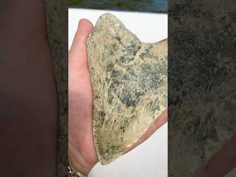 Giant Meg tooth found by @vertesfossils on insta in Maryland! Huge fossil from massive shark