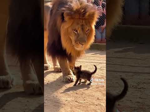الاسد و القطه الصغيره