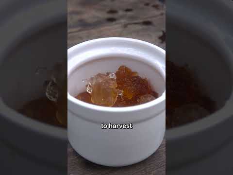 This is peach gum, a gelatinous substance that peach trees release when they get damaged or infected