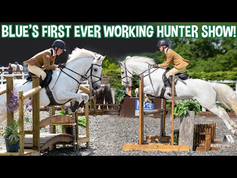 BLUE'S FIRST EVER WORKING HUNTER SHOW!