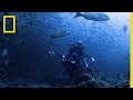 Exploring the Importance of Marine Conservation
