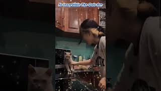 😸🎈🎈🐈So Incredible The Cats Are😍😍