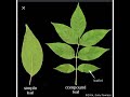 Leaf Structure and Arrangement Concepts