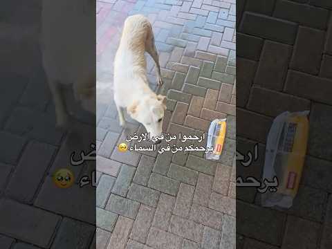 ام لجراء تستعين بالناس🇮🇶 ليبردوا جسمها من الحر وتاخذ طعام لصغارها ، ارحموهم لله  #العراق #اكسبلور