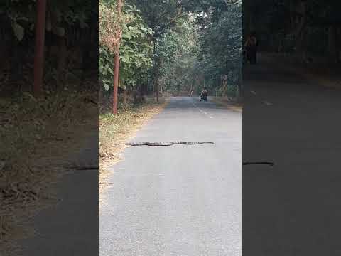 largest venomous snake in the world KING COBRA#wildlife#corbettnationalpark#shorts#animal#snakes